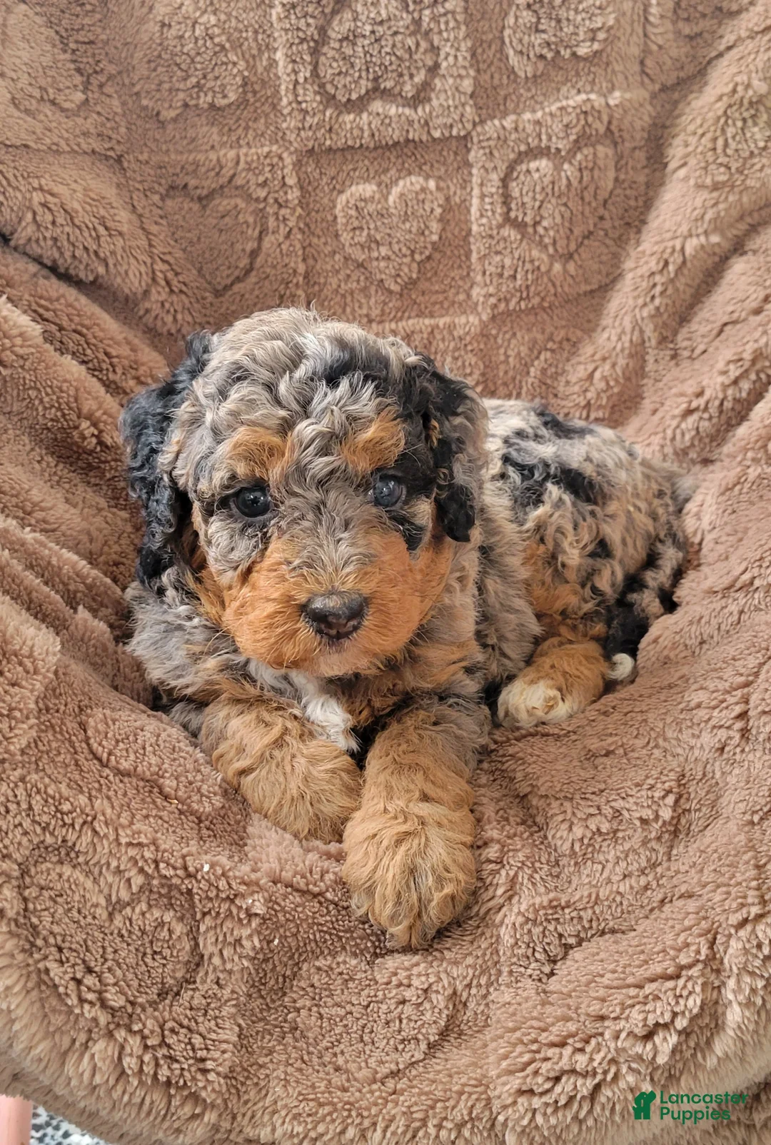 Mini Bernedoodle dogs for sale: Ginger - Ad 1