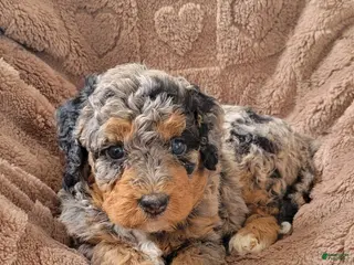Mini Bernedoodle dogs for sale: Ginger - Ad 3
