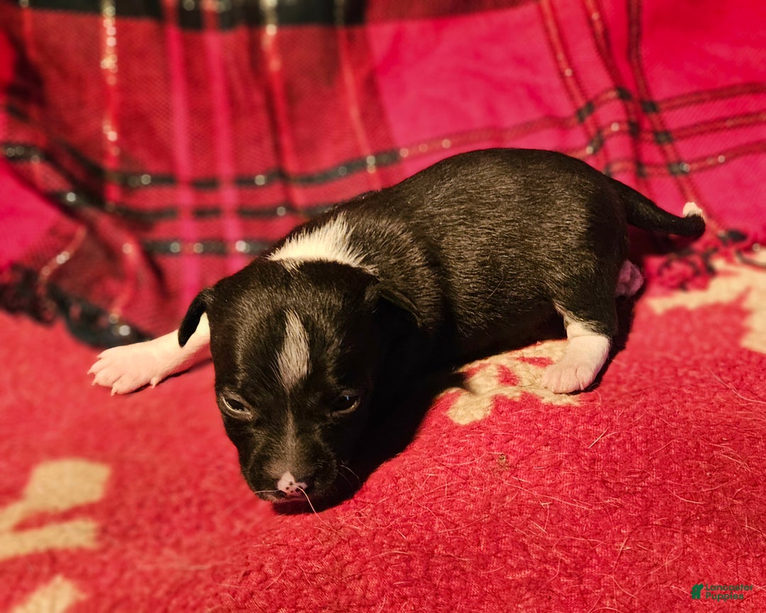 Chihuahua dogs for sale: Gregg - Ad 3
