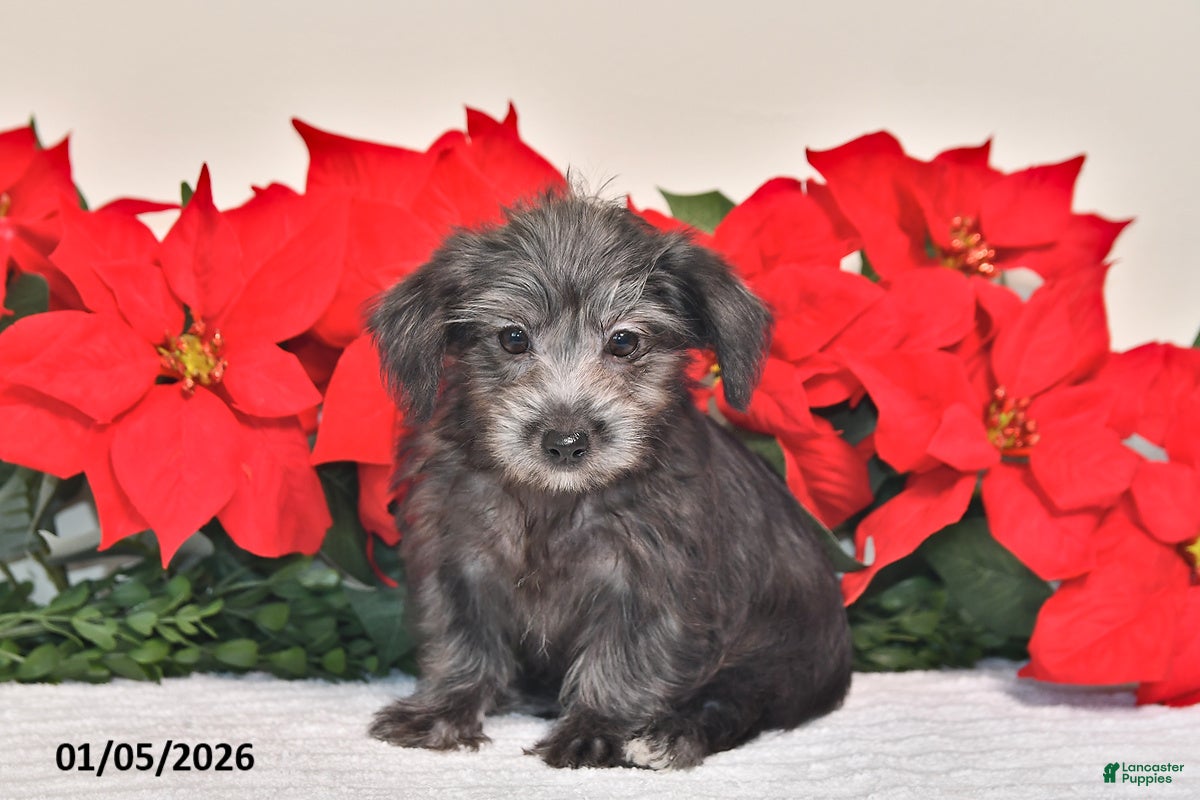 Yorkiepoo dogs Tinker - Ad 14