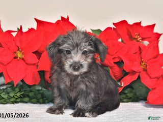 Yorkiepoo dogs Tinker - Ad 29