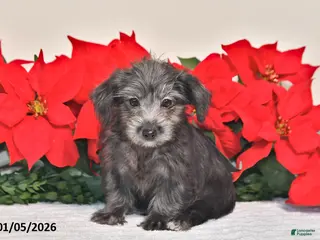 Yorkiepoo dogs Tinker - Ad 22