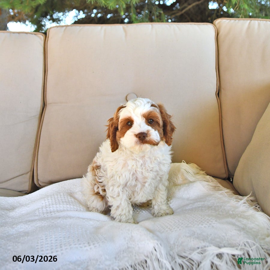 Cavapoo dogs Cooper - Ad 2