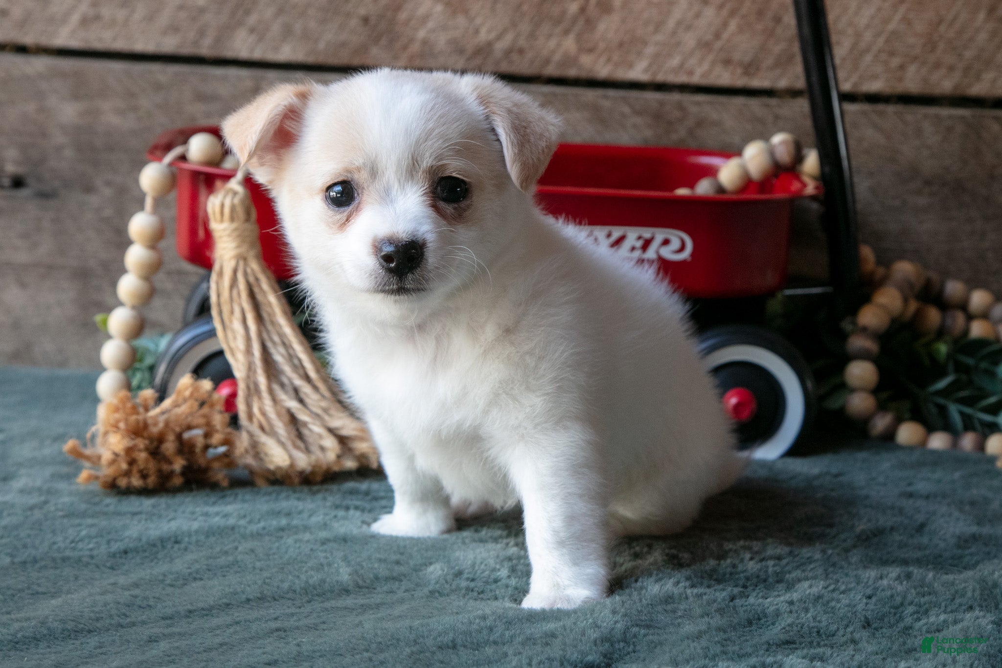 Chihuahua dogs Paula - Ad 2