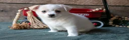 Chihuahua dogs for sale: Paula - Ad 2