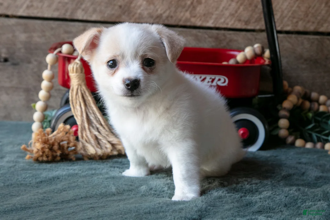 Chihuahua dogs for sale: Paula - Ad 2