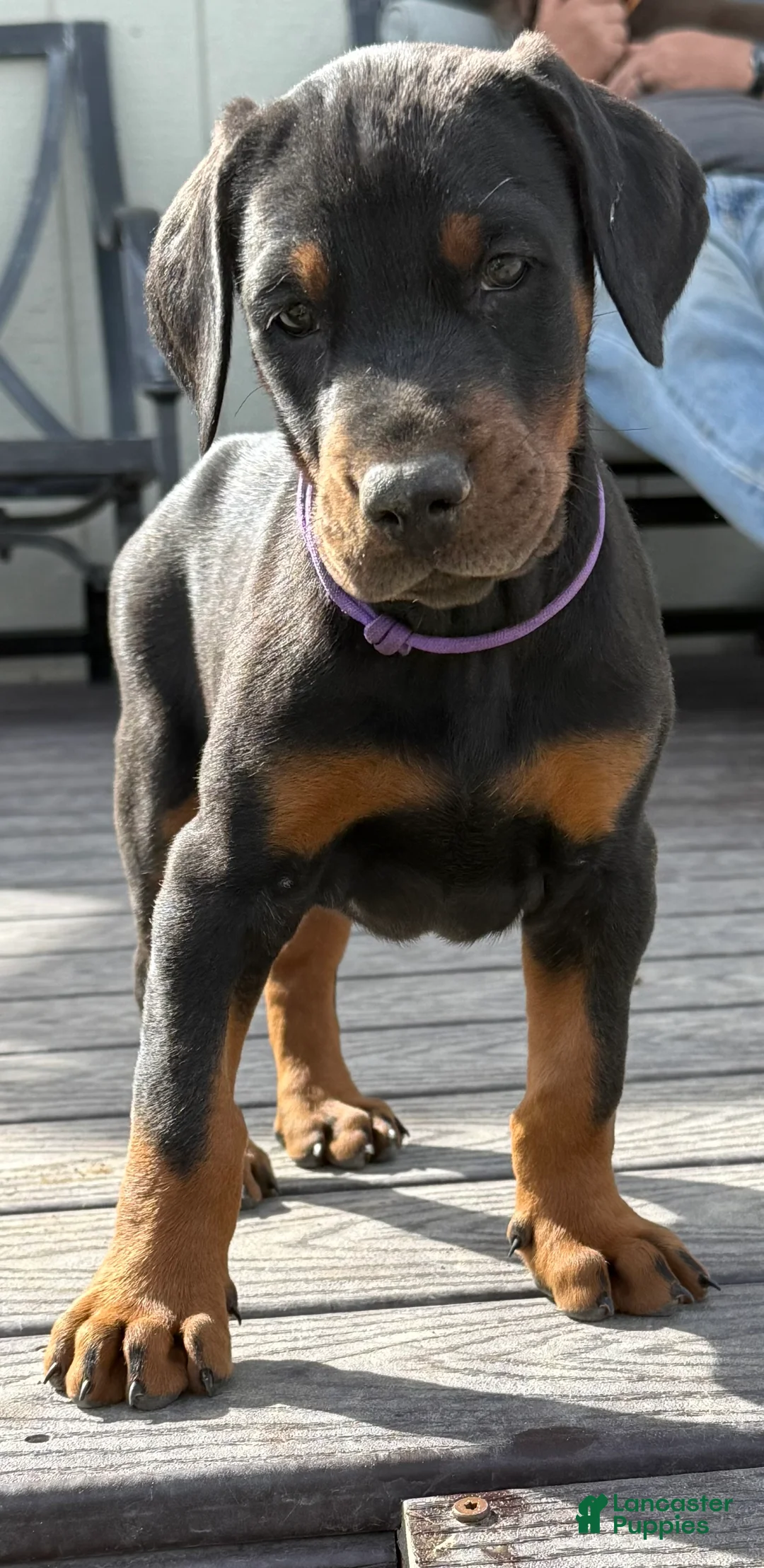 Doberman Pinscher dogs for sale: Doberman Pinscher Puppy 3 - Ad 1