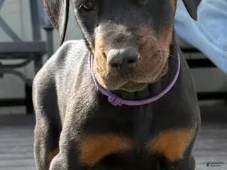 Doberman Pinscher dogs Doberman Pinscher Puppy 3 - Ad 5