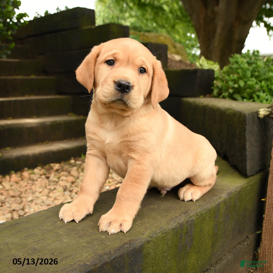 Labrador Retriever dogs Rusty - Ad 2