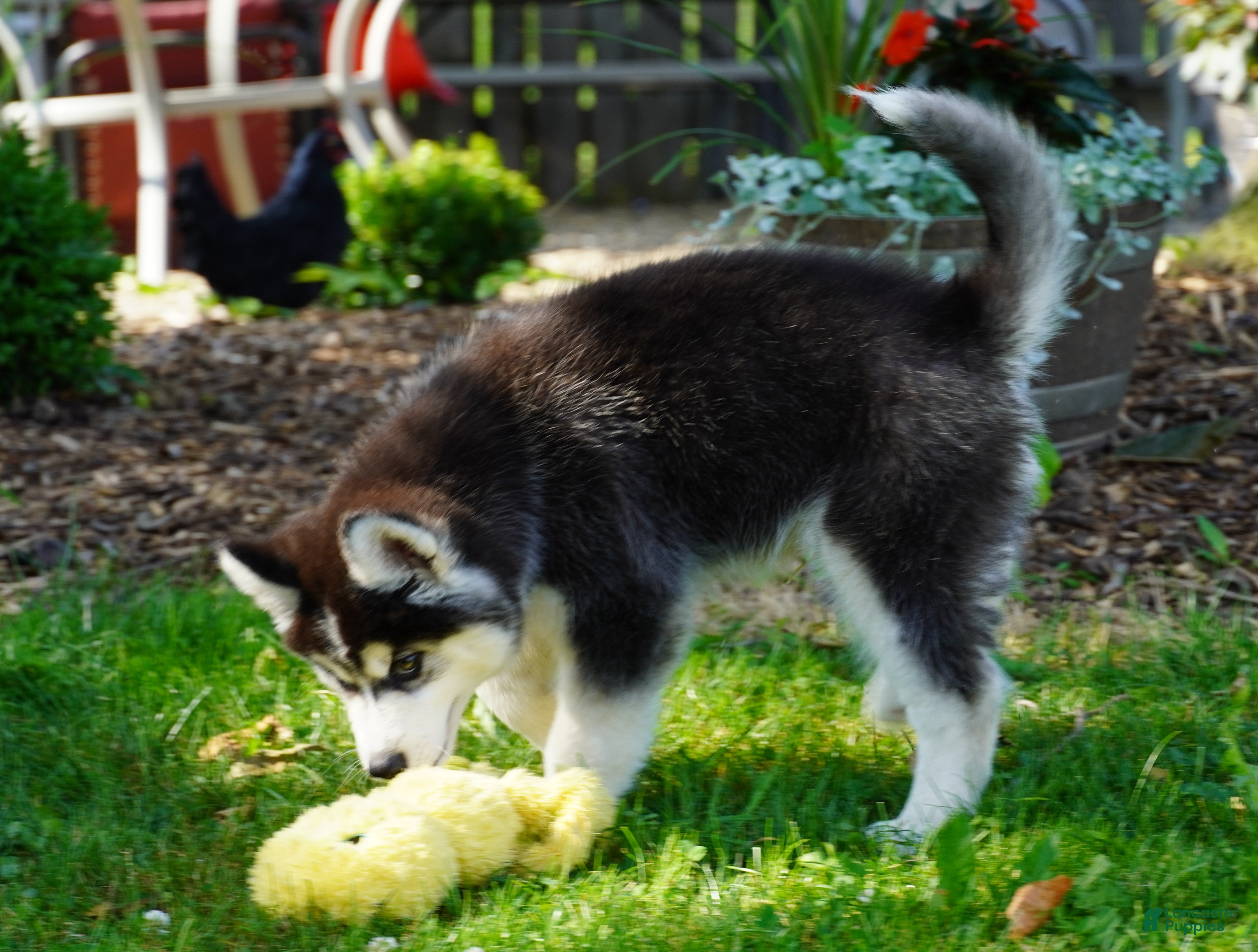 Siberian Husky dogs Timber - Ad 2