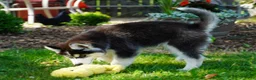 Siberian Husky dogs for sale: Timber - Ad 2