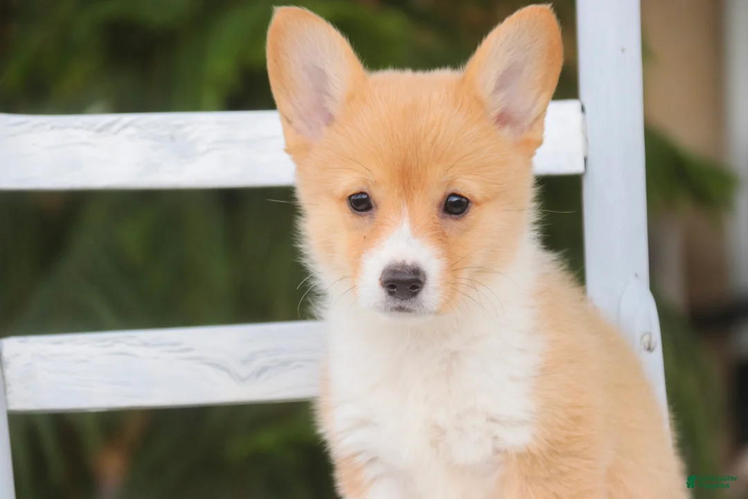Welsh Corgi Pembroke dogs for sale: Josie Welsh Corgi Pembroke  - Ad 1