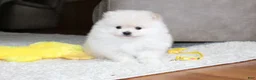 Pomeranian dogs for sale: Emerson - Ad 1