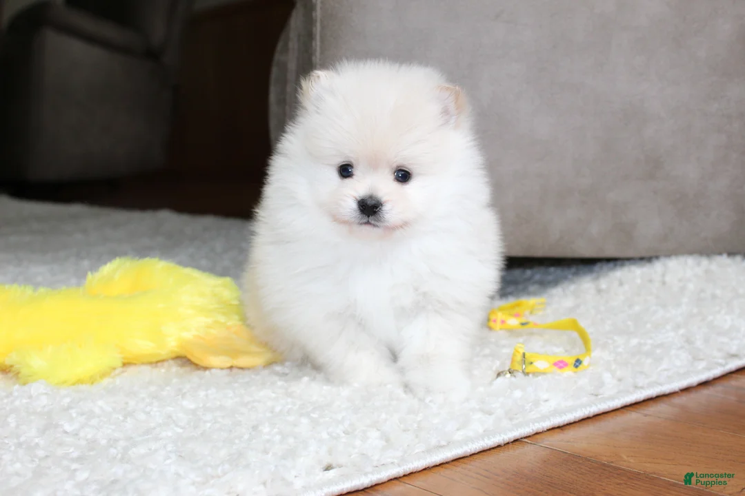 Pomeranian dogs for sale: Emerson - Ad 1