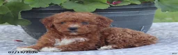 Miniature Poodle dogs for sale: Neva - Ad 9