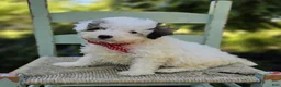 Miniature Poodle dogs for sale: Connor - Ad 1