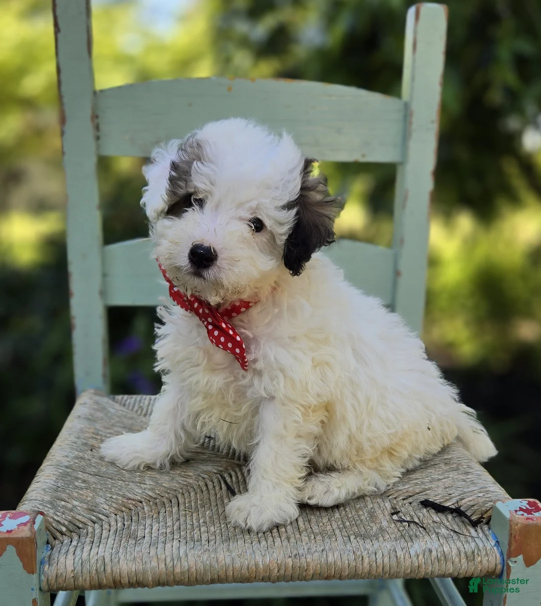 Miniature Poodle dogs for sale: Connor - Ad 1