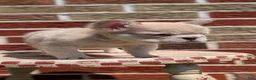French Bulldog dogs for sale: Elena - Ad 11