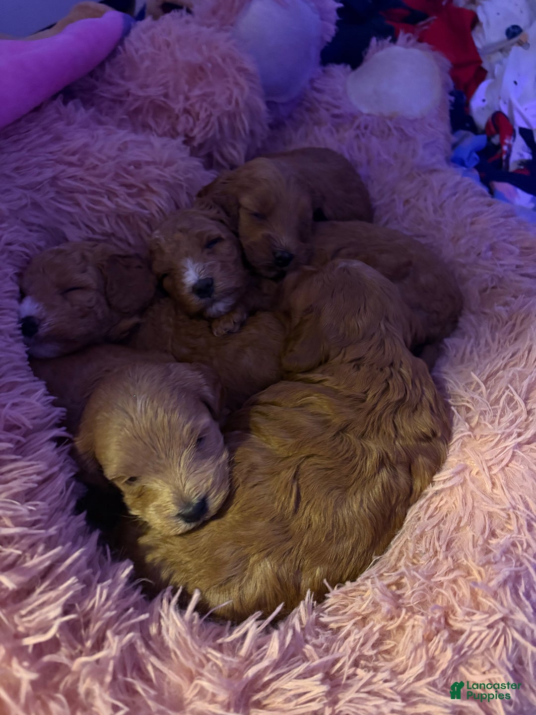 Mixed Breed dogs for sale: Mixed Breed litter of 6 puppies - Ad 3