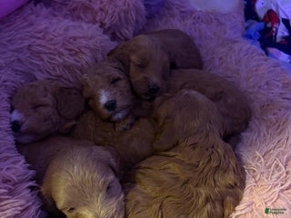Mixed Breed dogs Mini goldendoodles - Ad 26