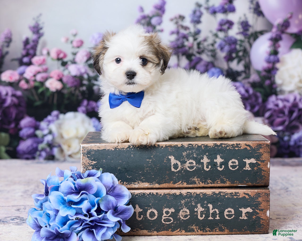 Teddy Bear dogs Mickey - Ad 1