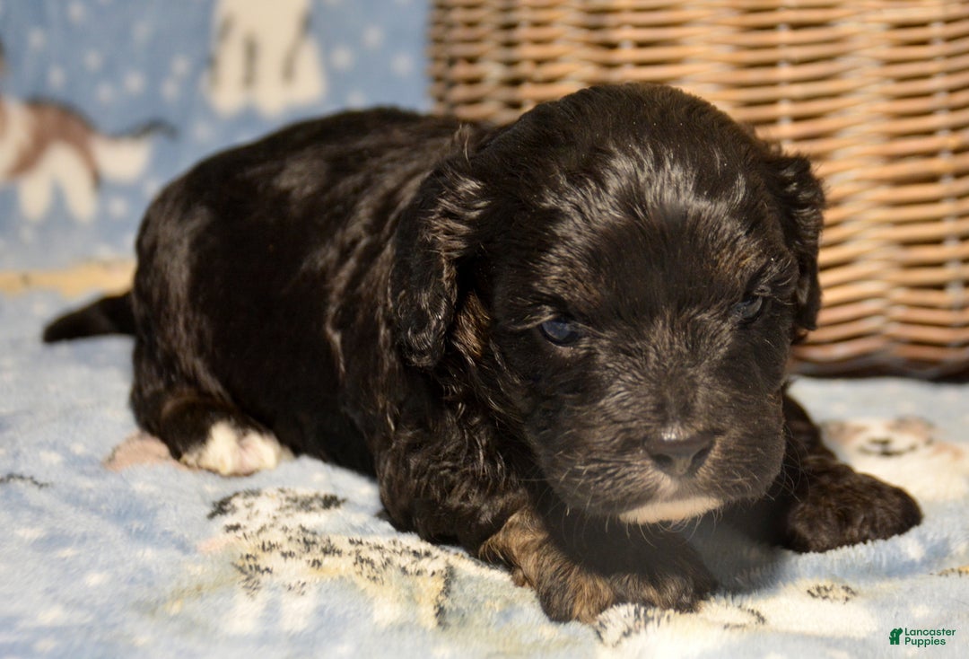 Cavapoo dogs for sale: Cavapoo Puppy 2 Chief - Ad 3