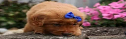 Golden Retriever dogs for sale: Quincy💙 - Ad 16