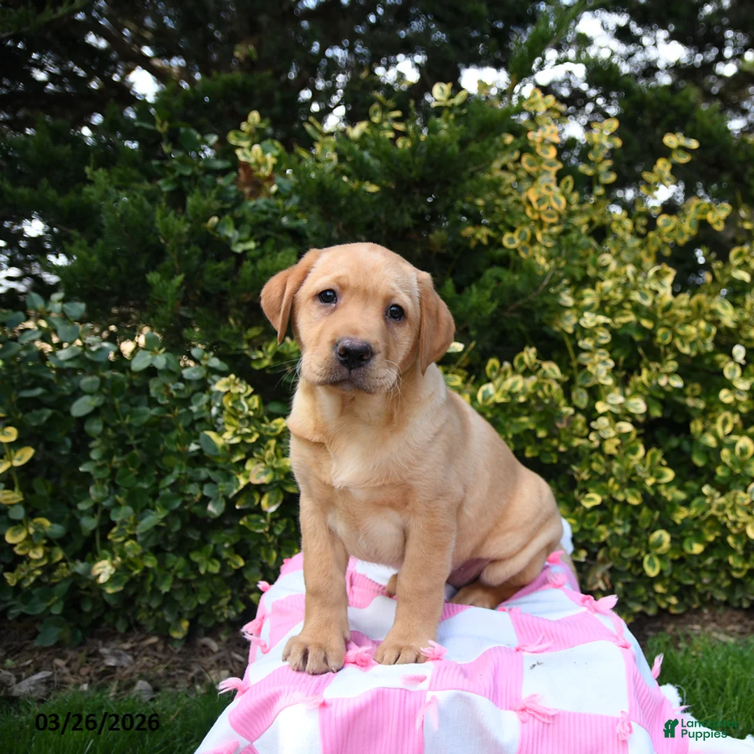 Labrador Retriever dogs for sale: Ruby - Ad 2
