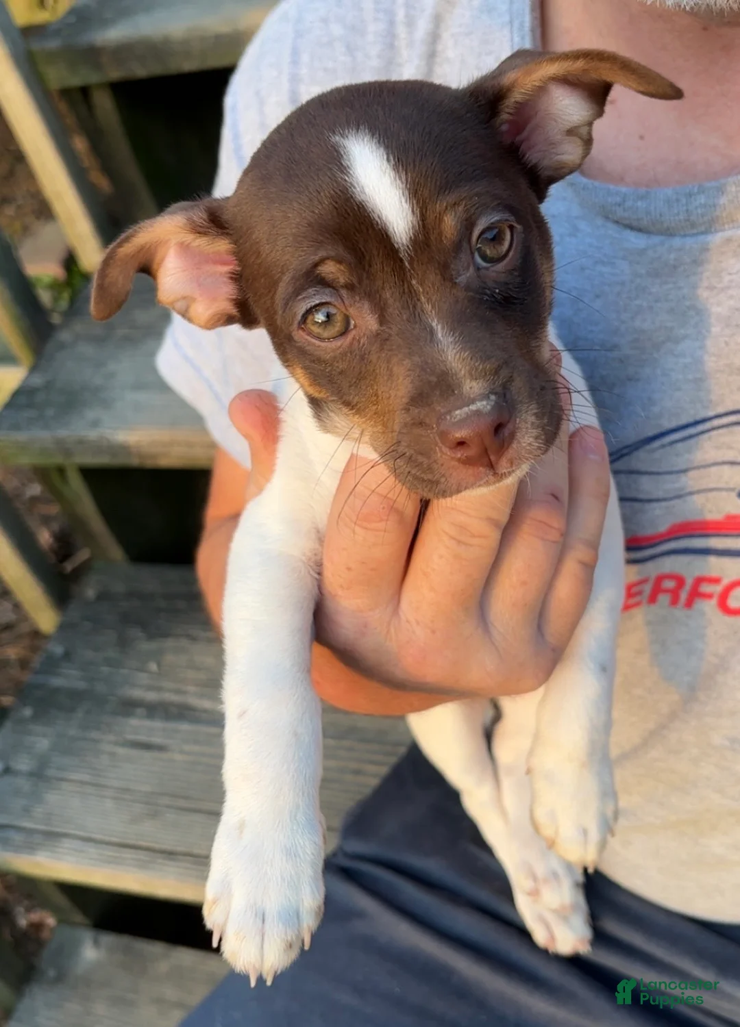 Rat Terrier dogs for sale: Rat Terrier Puppy 4 - Ad 1