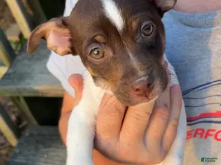 Rat Terrier dogs Rat Terrier Puppy 4 - Ad 10