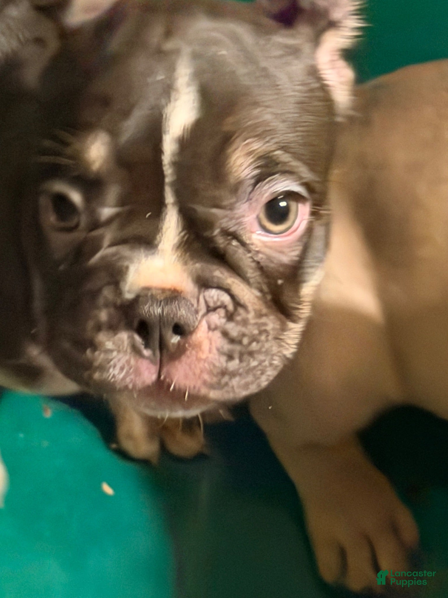 French Bulldog dogs French Bulldog 1 - Ad 16