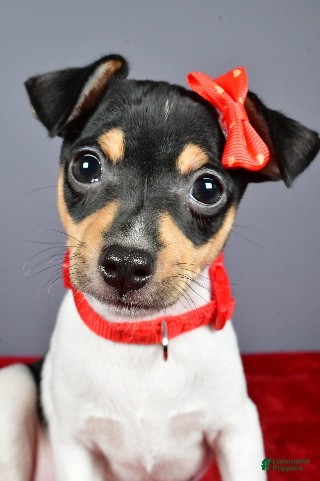 Toy Fox Terrier dogs for sale: Lucky - Ad 10