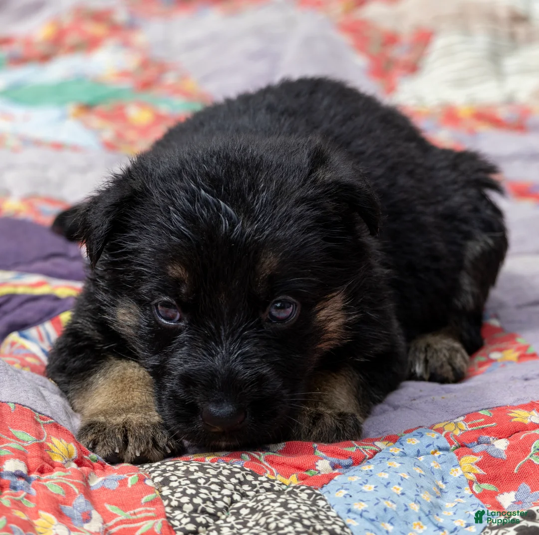 German Shepherd dogs for sale: German Shepherd Winona - Ad 1