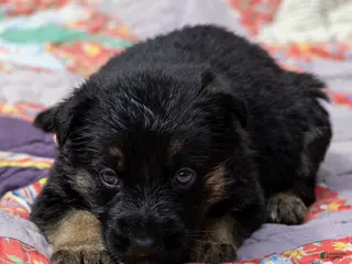 German Shepherd dogs for sale: German Shepherd Winona - Ad 3