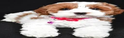 Cavapoo dogs for sale: Beauty f one b - Ad 9