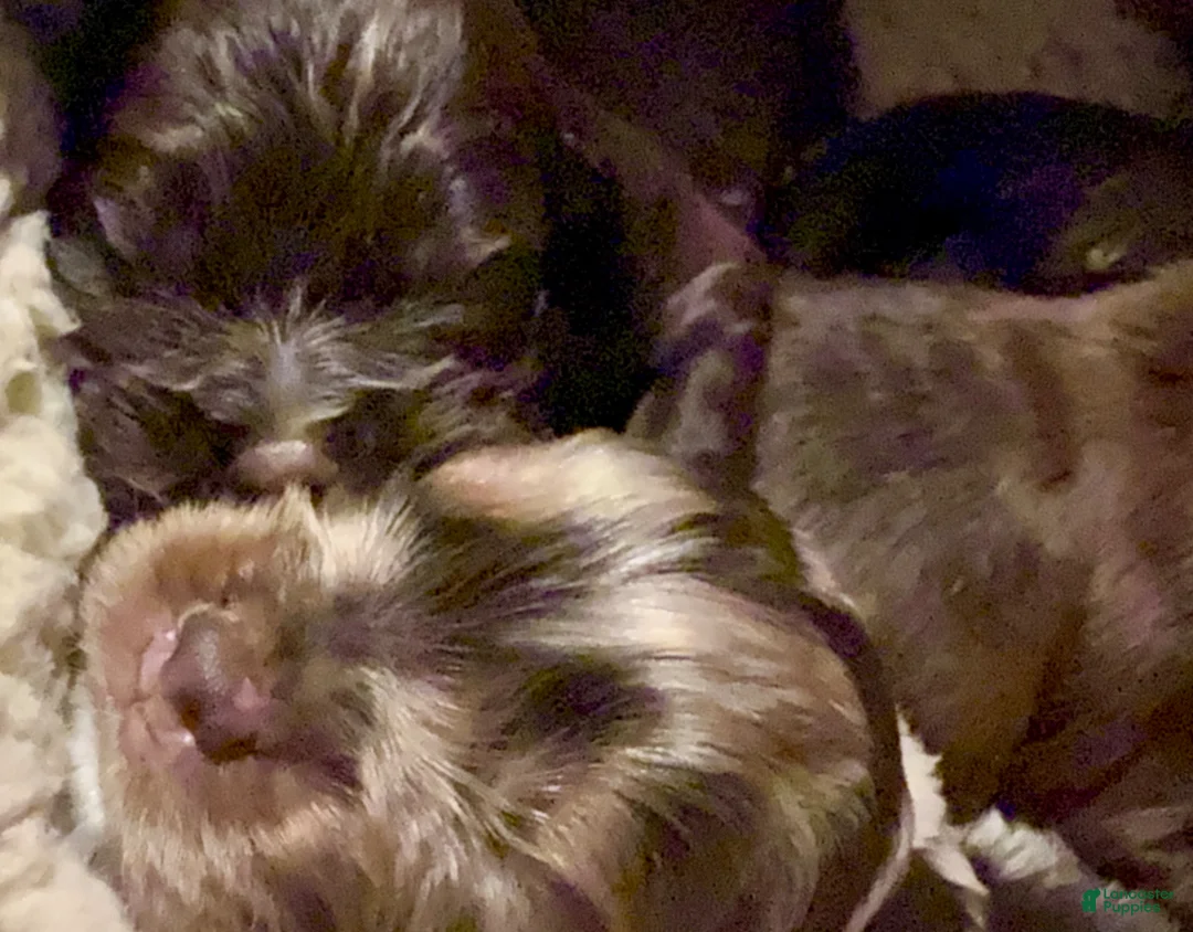 Cavalier King Charles Spaniel dogs for sale: Brown n tan Merle - Cavalier King Charles Spaniel Puppy 6 - Ad 2