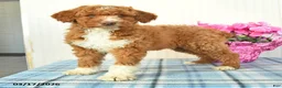 Miniature Poodle dogs for sale: Buddy - Ad 4
