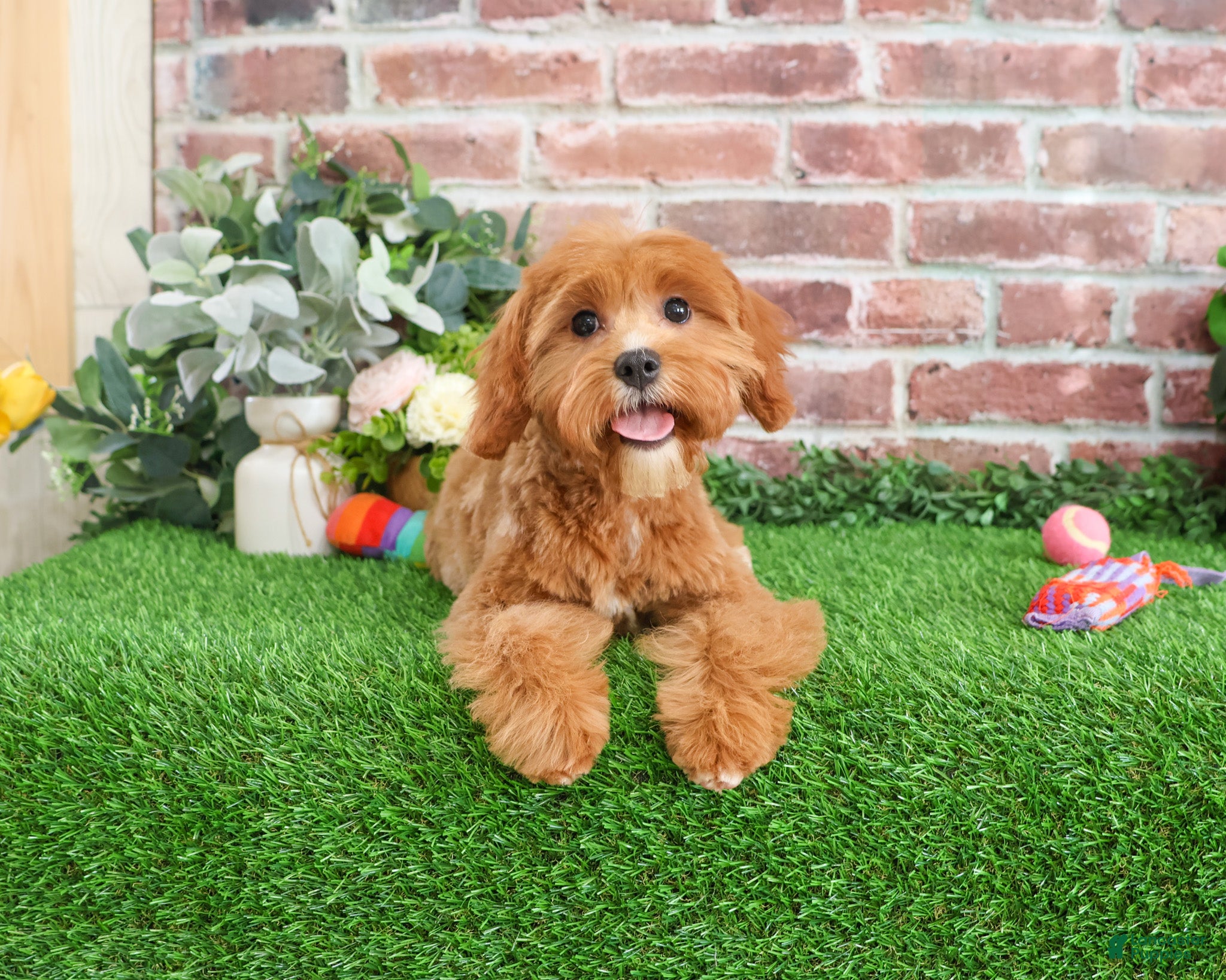 Cavapoo dogs Glory - Ad 24