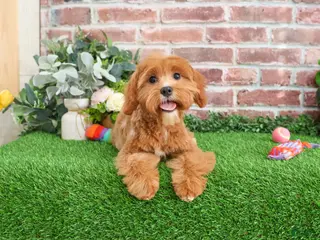 Cavapoo dogs Glory - Ad 24