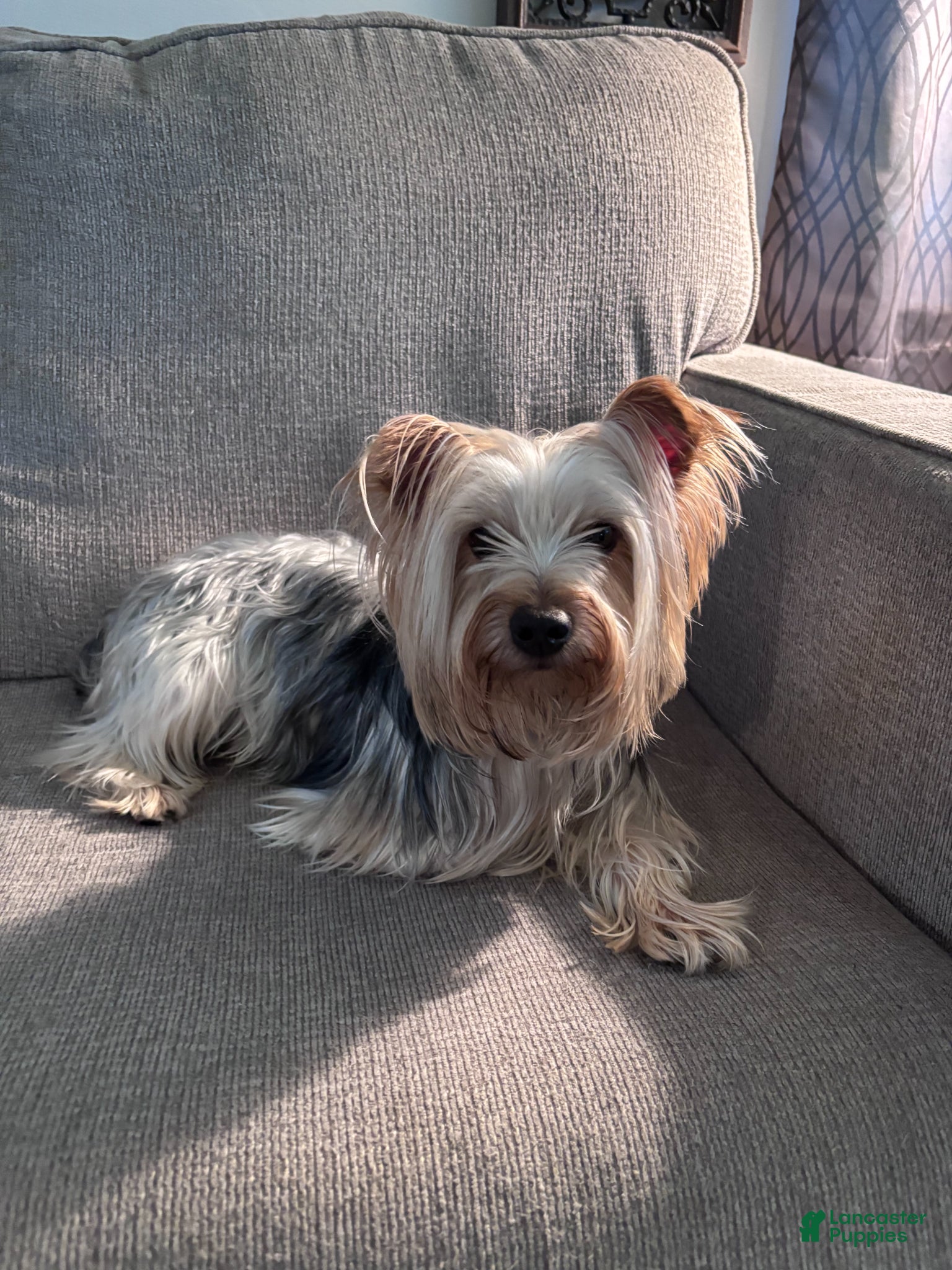 Yorkshire Terrier dogs Stud dog  - Ad 1