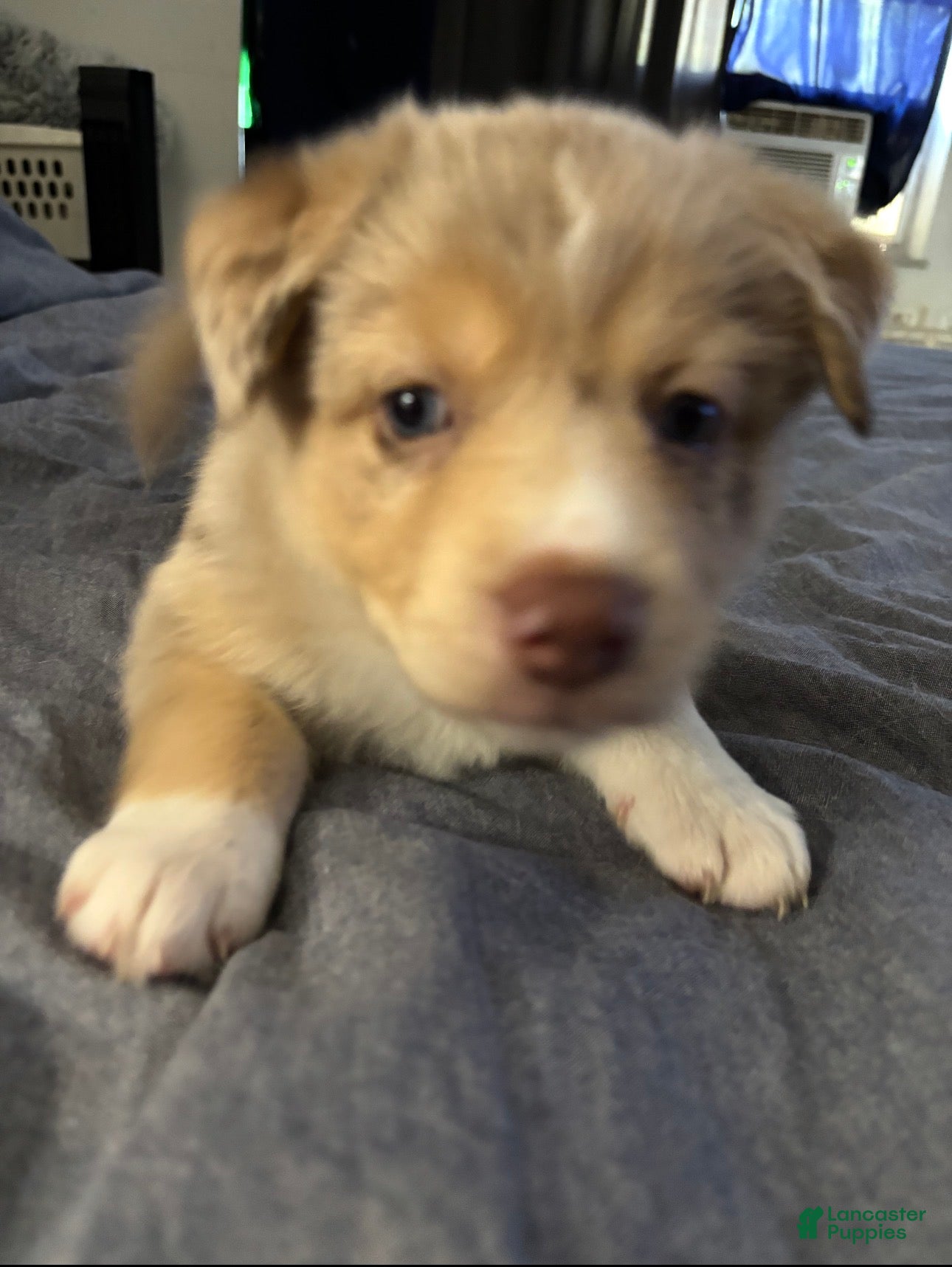 Mixed Breed dogs Mixed Breed Puppy 3 - Ad 28