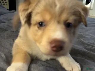 Mixed Breed dogs Mixed Breed Puppy 3 - Ad 28