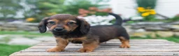 Miniature Dachshund dogs for sale: Gus - Ad 4