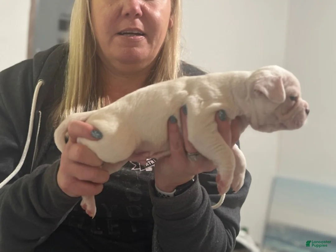 Mixed Breed dogs for sale: Spot - Ad 3