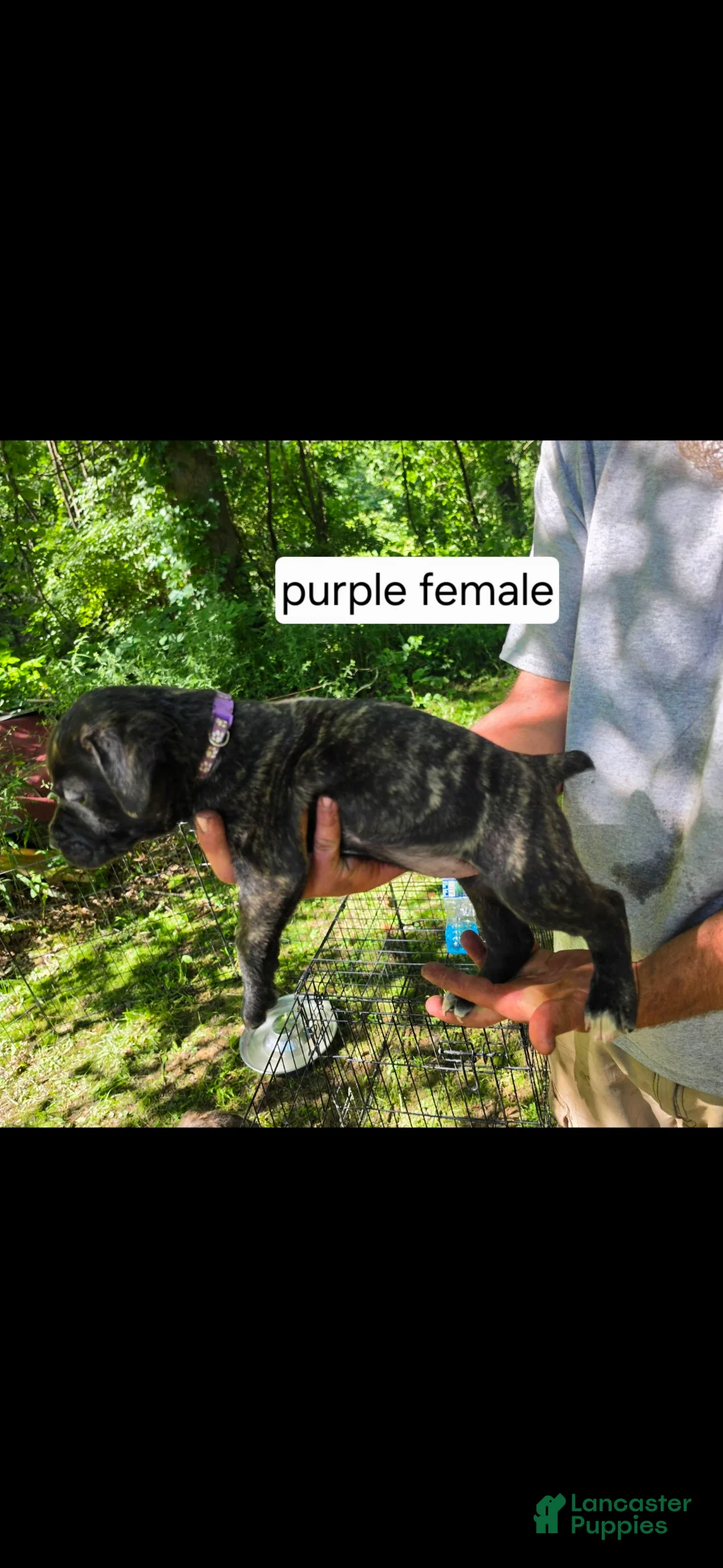 Mixed Breed dogs for sale: Purple female - Ad 2