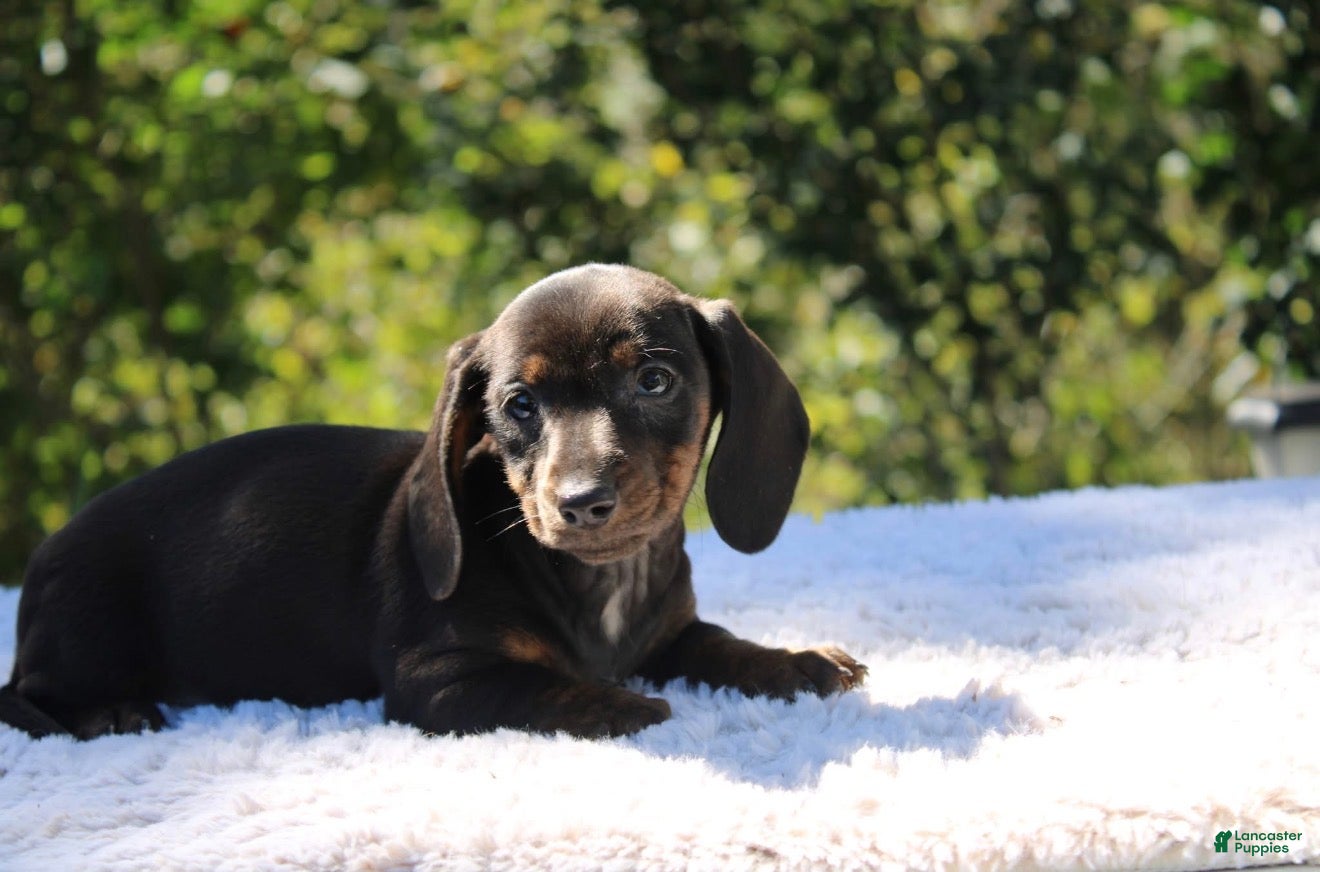 Ruby (Dachshund, Female) in Beach City, OH