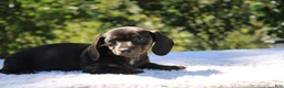 Dachshund dogs for sale: Ruby - Ad 1
