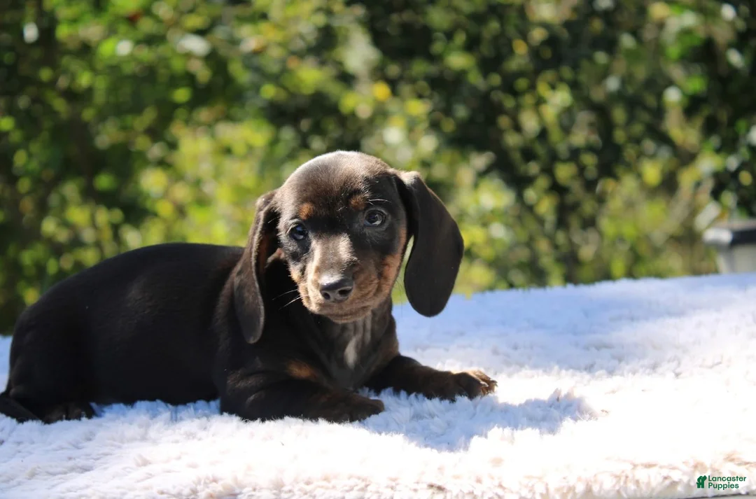 Dachshund dogs for sale: Ruby - Ad 1