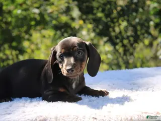 Dachshund dogs Ruby - Ad 1