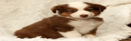 Australian Shepherd dogs for sale: Cooper - Ad 8
